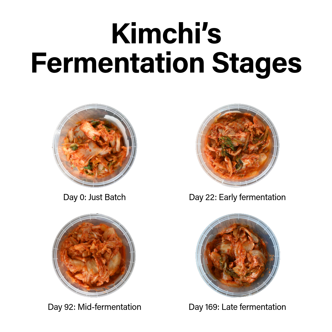 Kimchi Fermentation stages