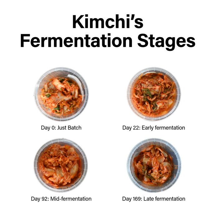Kimchi Fermentation stages