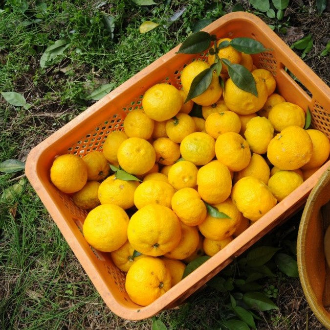 Yuzu Juice 200ml