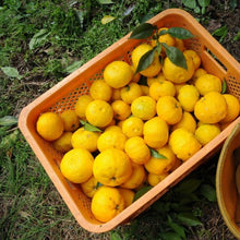 Load image into Gallery viewer, Yuzu Juice 200ml
